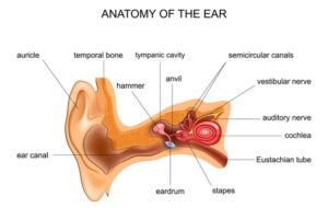 Inner ear illustration